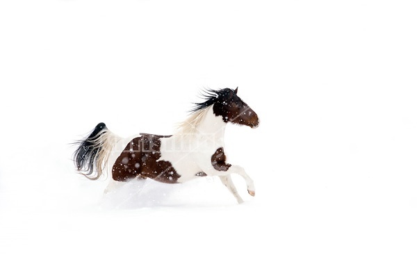 Paint horse galloping through deep snow during a snow storm