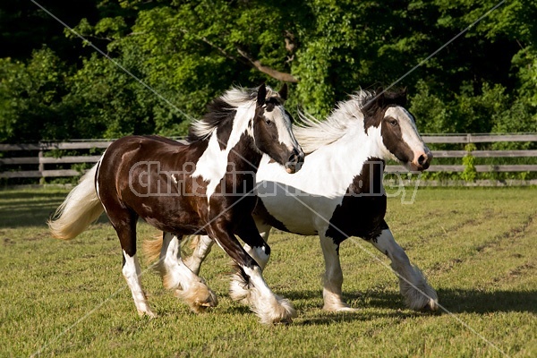 Gypsy horses