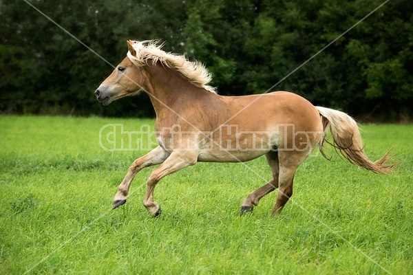 Haflinger horse running and playing in a field