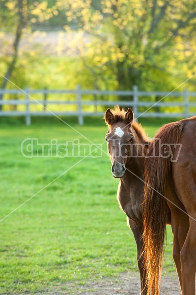 quarter horse foal