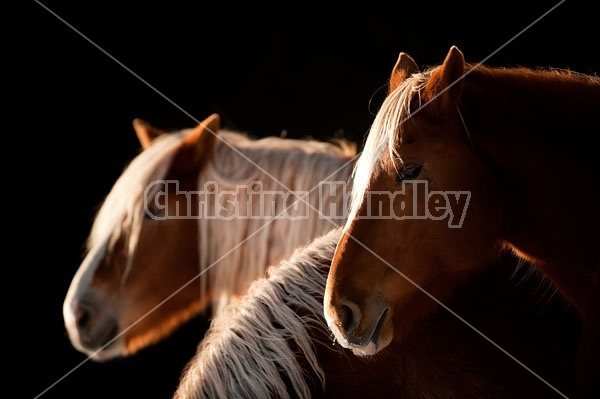 Belgian Horse Against Black Background