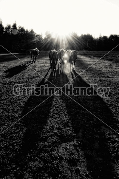 Group of horses backlit by the sun