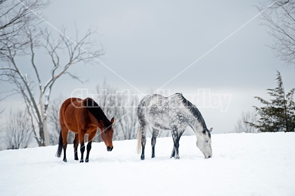 Photo of two horses in the snow