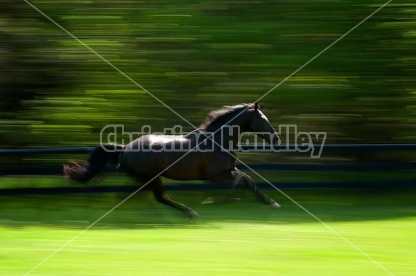 Hanoverian horse galloping around his paddock