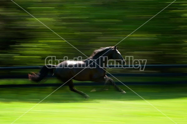 Hanoverian horse galloping around his paddock