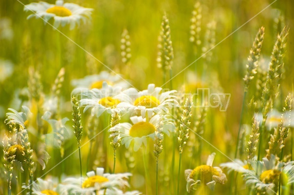 Multiple exposure photo of daisies and wheat