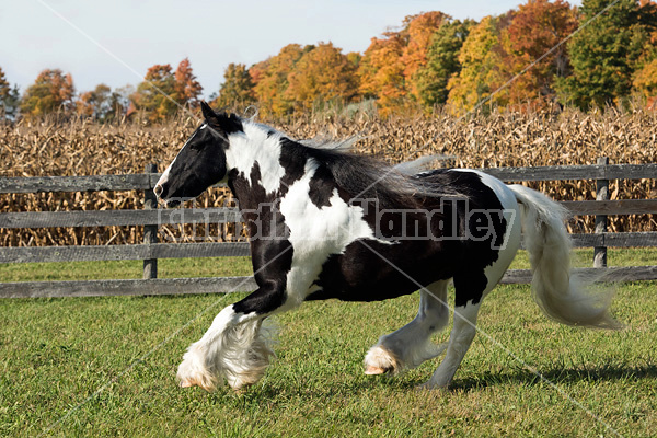 Gypsy Vanner horse