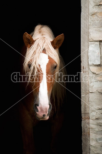 Horse portrait in barn door against natural black background