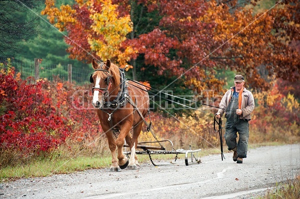 Man driving Belgian draft horse in the fall.