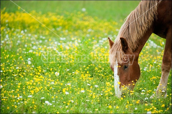 Young Belgian drat horse