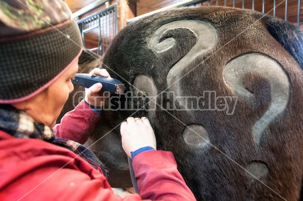 Woman clipping horse