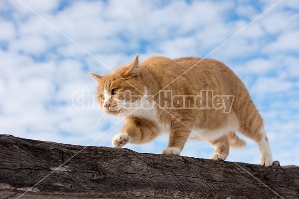 Orange and white barn cat