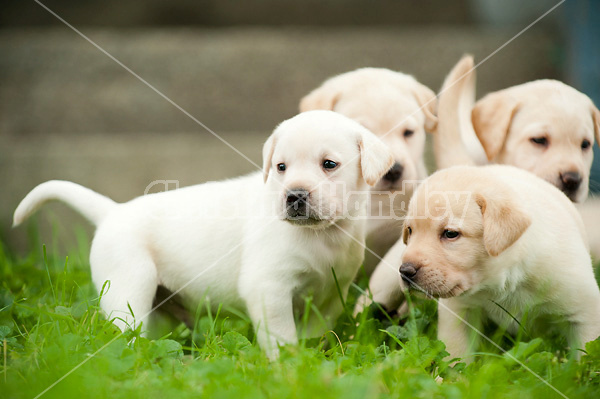 Golden Labrador puppies