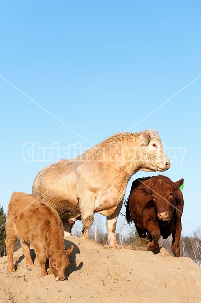 Charolais bull and Angus cow