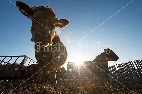 Cows in cattle yard photographed against setting sun