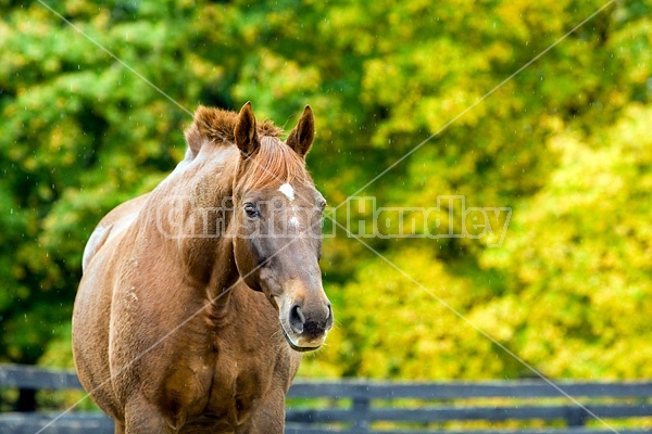 Horse on autumn pasture