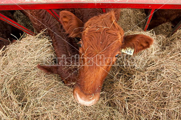 Beef cow eating hay out of feeder