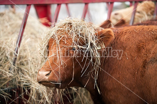 Cow With hay on Her Head