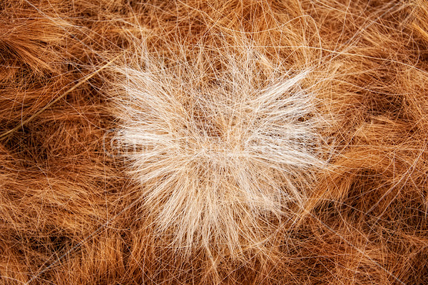 Pile of horse hair