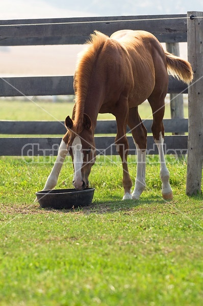 Quarter horse foal