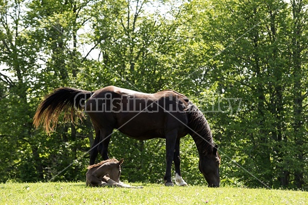 Rocky Mountain Horse mare and foal