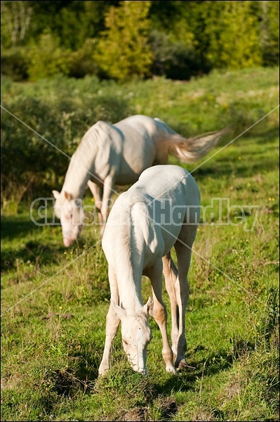 Rocky Mountain Horse