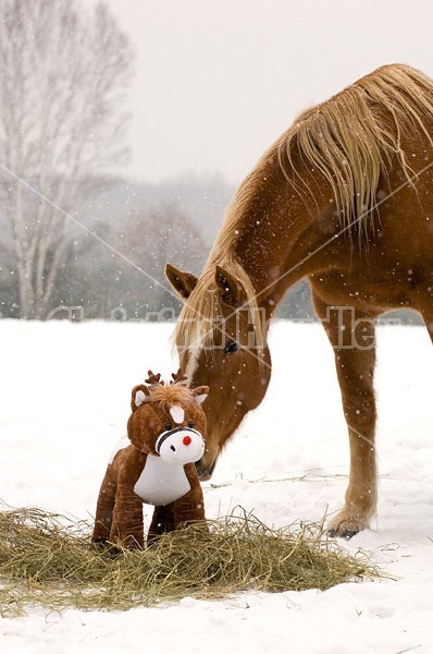 Belgian Draft horse sniffing stuffed pony