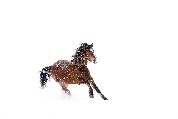 Horse galloping through deep snow during a snow storm