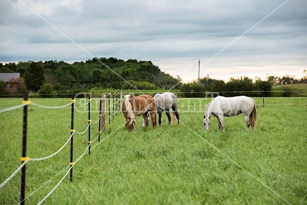 Three horses grazing on summer pasture