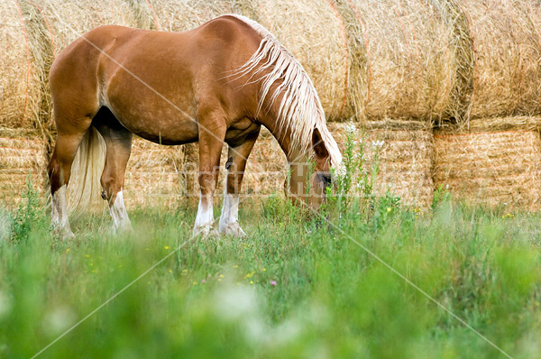 Belgian draft horse grazing on summer pasture.