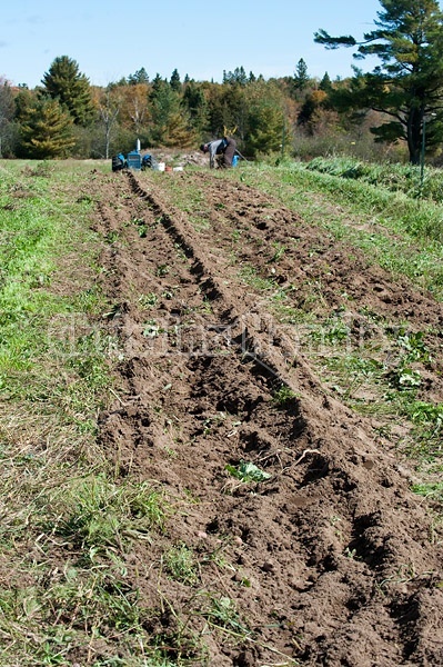 Digging potatoes on a small family farm