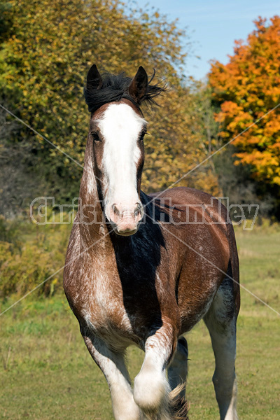 Portrait of a Clydesdale Draft horse