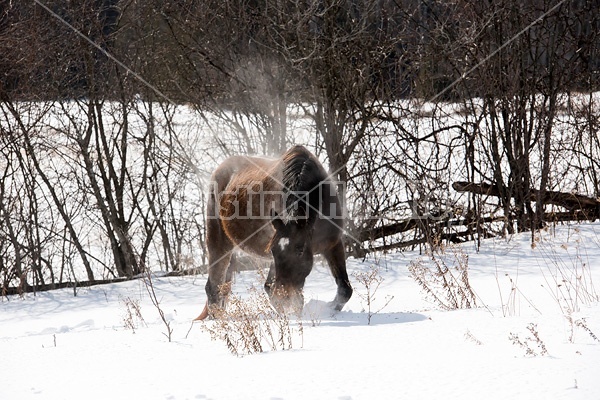 Dark bay horse standing in deep snow