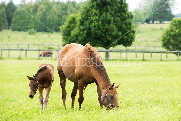 Thoroughbred mare and foal