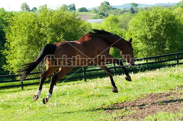 Dutch Warmblood and Thoroughbred cross gelding