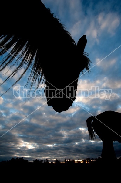 Horse head silhouette against sky