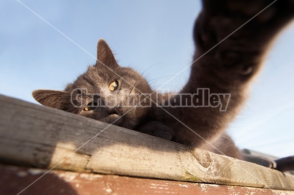 Gray barn cat