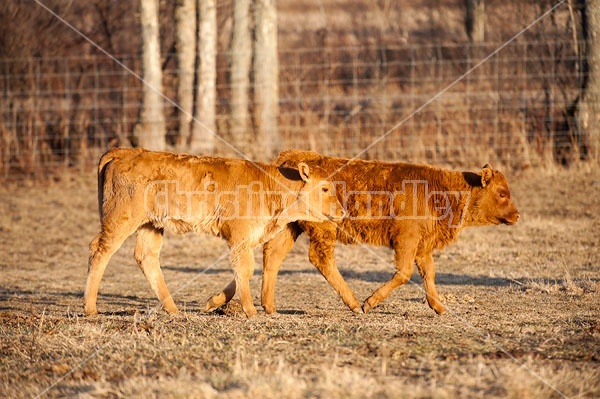 Beef Calf