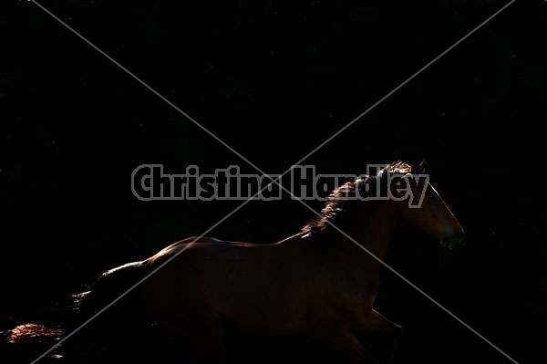 Dutch Warmblood Thoroughbred cross gelding