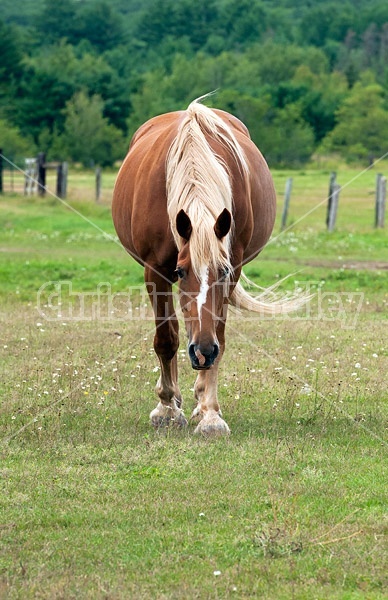 Chestnut horse walking in field