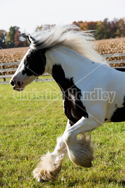 Gypsy Vanner horse