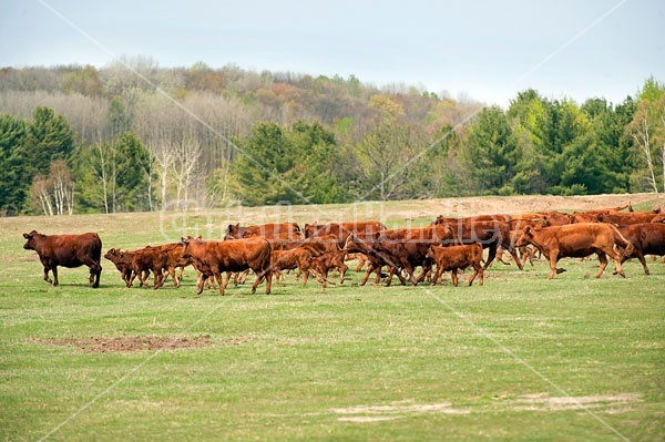 Herd of Beef Cattle