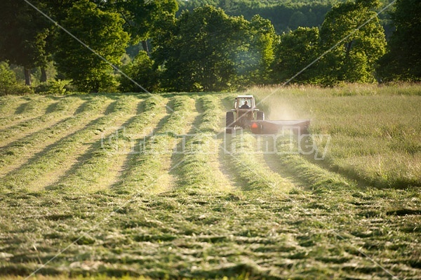 Farmer cutting hay with tractor and mower conditioner