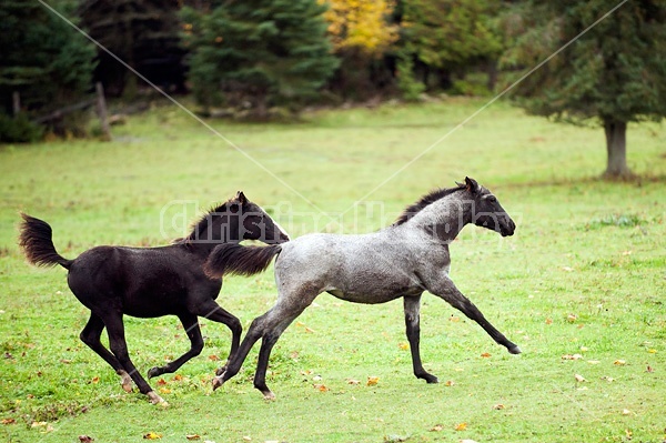 Rocky Mountain Horse foals