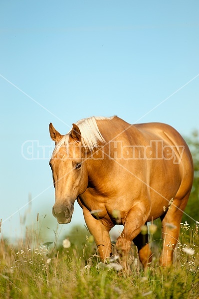 Palomino Quarter Horse