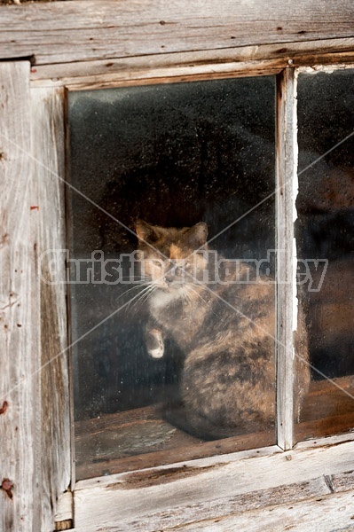 Calico barn cat sitting in barn window