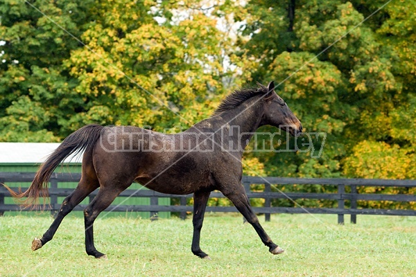 Horse on autumn pasture