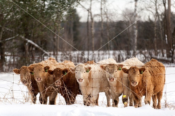 Six Yearling Heifers