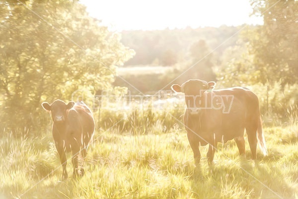 Beef Cow and Calf