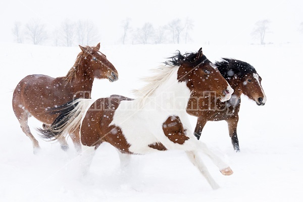 Herd of horses running through deep snow